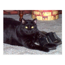 "If The Shoe Fits" Cat Postcard