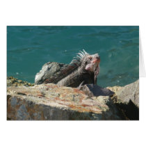 Iguana at St. Thomas Card