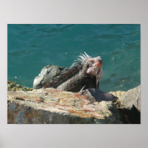 Iguana at St. Thomas Print