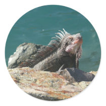 Iguana at St. Thomas Sticker