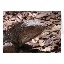 Iguana Card