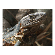 Iguana Checking You Out Art Photo
