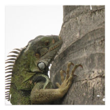Iguana Image Invitations