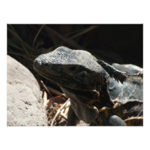 Iguana in the Shadows Art Photo