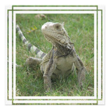 Iguana Invitation
