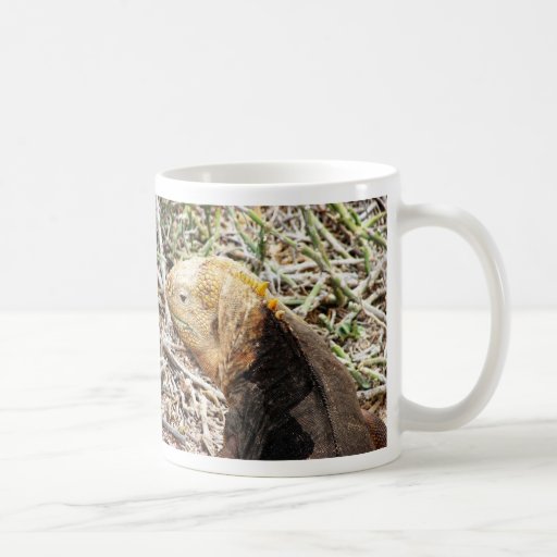 Iguana, Isla Seymour, Galapagos Is. Mugs