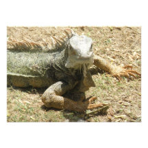 Iguana Lizard Invitation