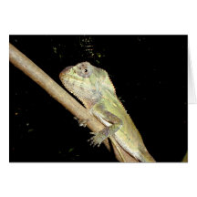 Iguana, Manuel Antonio National Park Cards