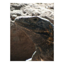 Iguana Portrait Photographic Print