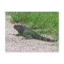 Iguana Postcard