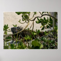 Iguana