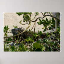 Iguana Poster