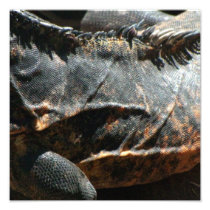 Iguana Skin Detail Photographic Print