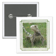 Iguana Square Button