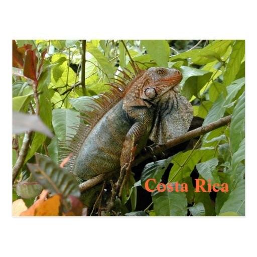Iguane Costa Rica Cartes Postales