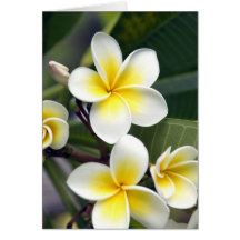 Îles Cook de fleur de Frangipani Carte