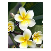 Îles Cook de fleur de Frangipani Cartes Postales