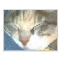 illegitimate cat of gilfred godfrey post cards