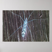 Illuminated Bug On Wall Poster