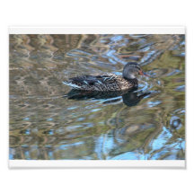 Illusions de Mallard # 5 Photos Sur Toile