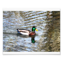 Illusions de Mallard # 7 Impressions Photographiques
