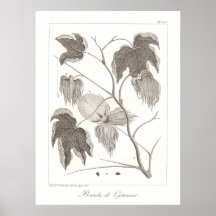 Illustration botanique d'antiquité d'affiche d'usi
