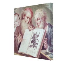 Illustration from Hortus Cliffortianus Gallery Wrap Canvas