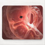 Illustration of a developing embryo mousepad