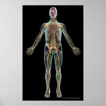 Illustration of the nervous system poster