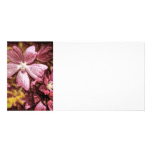 Illustration rouge de fleur photocartes