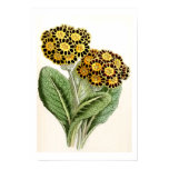 Illustration vintage de fleur de "primevère" affiches