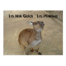 I'm Not Quiet, I'm Plotting Postcard
