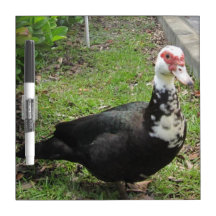 I'm Quacky for you eraser board Dry-Erase Whiteboards