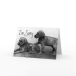I'm Sorry - Puppy Friends cards