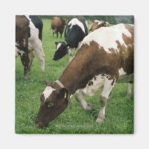 ima28991 fridge magnet