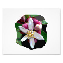 Image d'affiche de fleur de citron d'agrume de fle photographe
