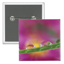 Image of asters formed in water droplets button