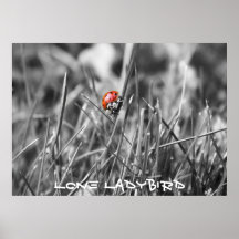 Image solitaire de coccinelle posters