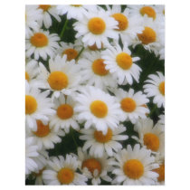 IMG_0066  Daisy Lovers