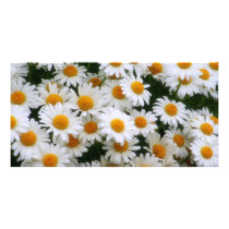 IMG_0066  Daisy Lovers
