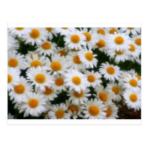 IMG_0066  Daisy Lovers Postcard