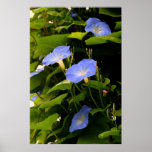 IMG_0162 Morning Glories Print