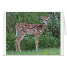 IMG_0508_1 CARD