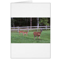 IMG_0751_1 CARDS