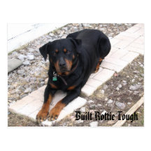 IMG_0867, Built Rottie Tough Post Cards