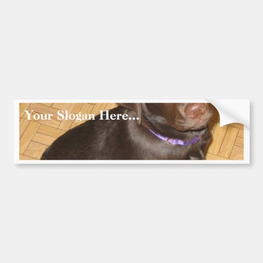 Img_2504 Bumper Sticker