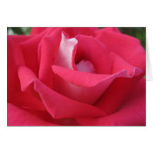 IMG_3386_062509loverose Greeting Cards