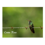 IMG_7650 colibri Costa Rica Cartes Postales