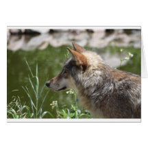 IMG_8087 GREETING CARDS