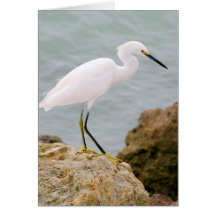 IMG_8860 crop Greeting Card